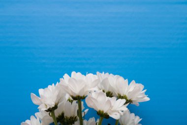 mavi bir arka plan üst görünüm kopya alanı beyaz krizantem buketi