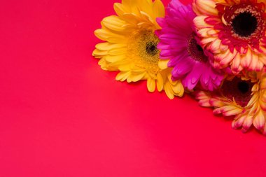 pembe arka plan sarı pembe kırmızı üst görünüm kopya alanı farklı renk gerneras