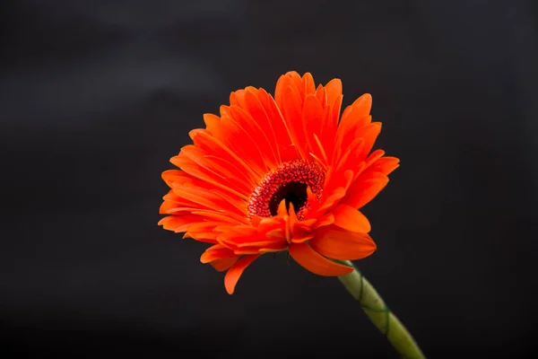 Oranžová Gerbera Černém Pozadí — Stock fotografie
