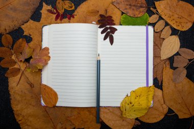 kuru auturm yapraklar üzerinde boş defter ve mavi kalem sarı renkler kırmızı turuncu doğa b;ack arka plan üst görünüm kopya alanı yapılacaklar listesi