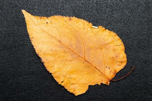 Foglia Sfondo Nero Isolamento Vista Dall Alto Arancione Marrone Giallo — Foto Stock