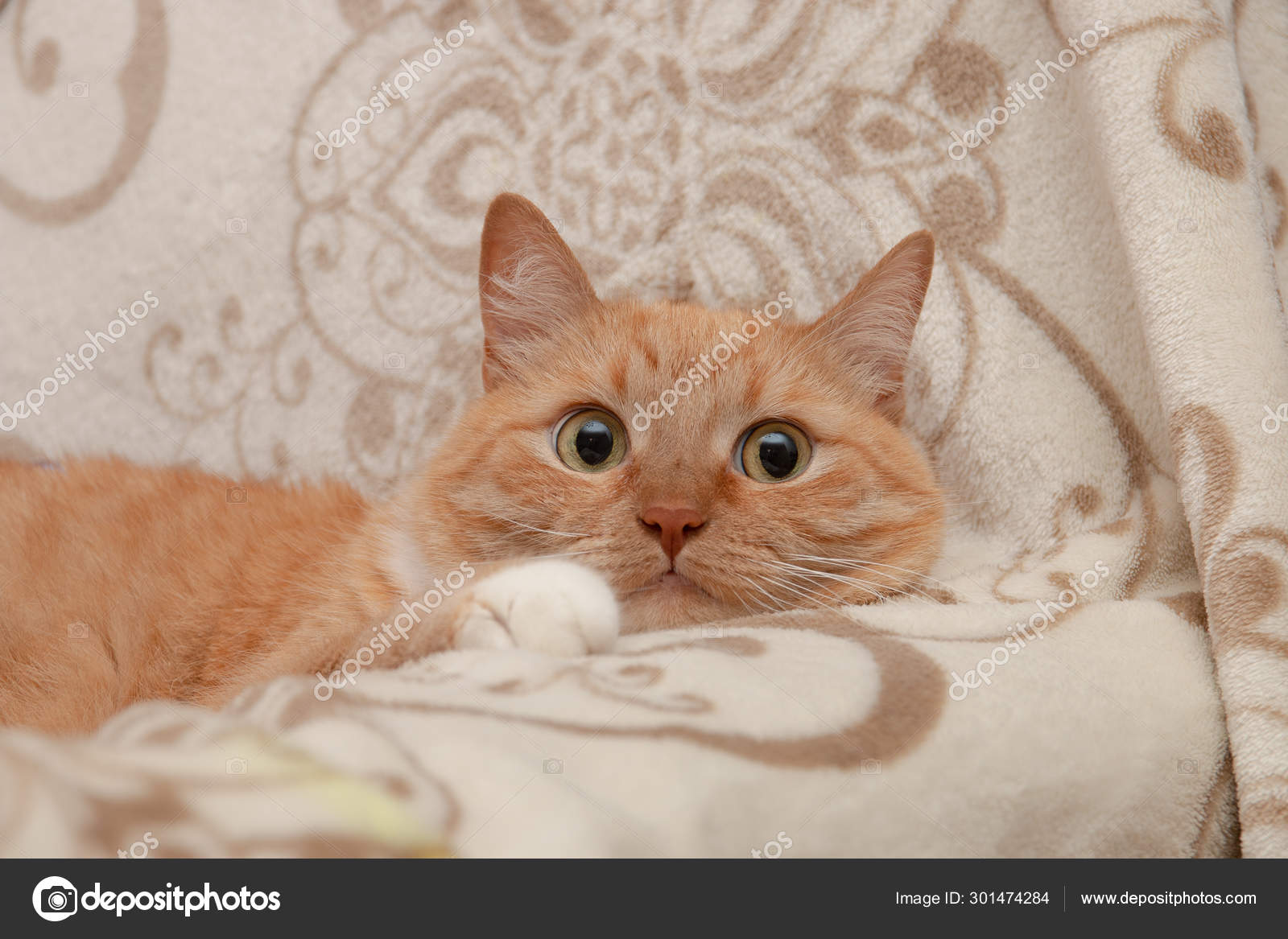 cat sofa