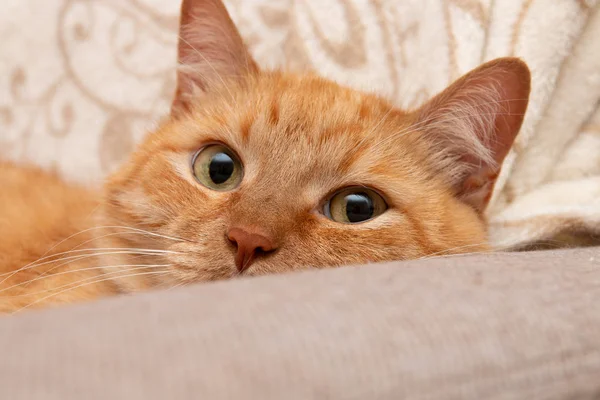 Chat Rouge Avec Beaux Yeux Rouges Beau Chat Rouge Repose Image Libre De Droit Par Nkooume C Chat Rouge Avec Beaux Yeux Rouges Beau Chat Rouge Repose Image Libre De Droit Par Nkooume C