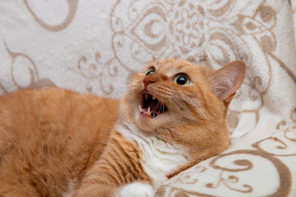 Perigoso Gato Vermelho Sofá Abriu Sua Boca Caça Ameaça — Fotografia de Stock