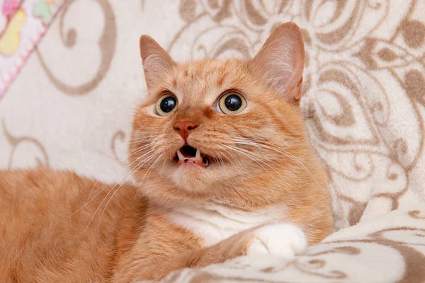 红猫张开嘴躺在沙发上咬牙危米格格猫猎人 — 图库照片