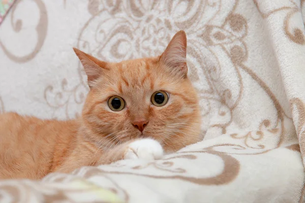 Lindo Gato Sofá Agradable Hermosa Hermosa —  Fotos de Stock