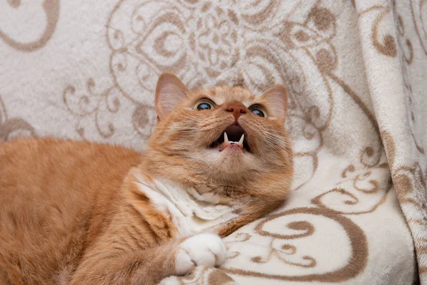 Vörös Macska Kanapén Nyitott Száját — Stock Fotó