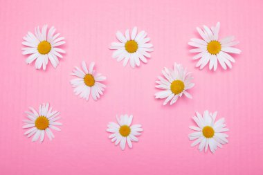 pembe arka plan üst görünüm desen düz beyaz çiçekler yatıyordu kamuflaj