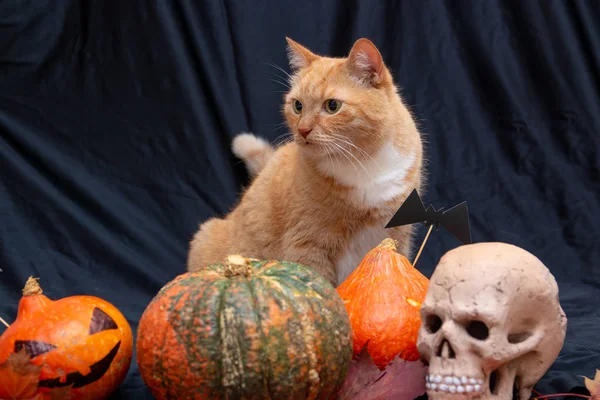 Gato Rojo Con Calabazas Halloween Hojas Otoño Cráneo Una Vista — Foto de Stock