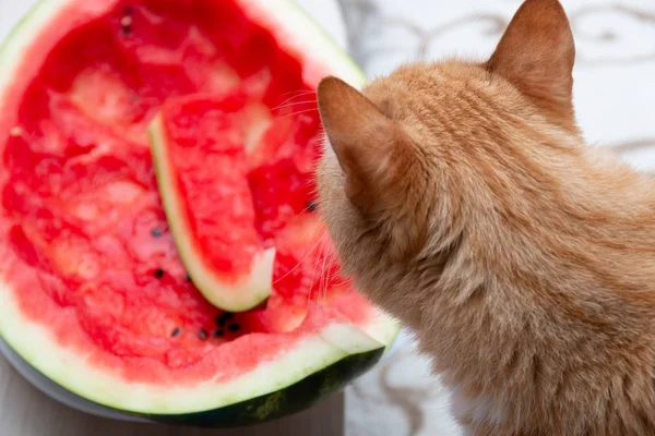 Γάτα Θέλει Φάει Καρπούζι Φαγωμένο Καρπούζι Τζίντζερ Γάτα Και Κόκκινο — Φωτογραφία Αρχείου