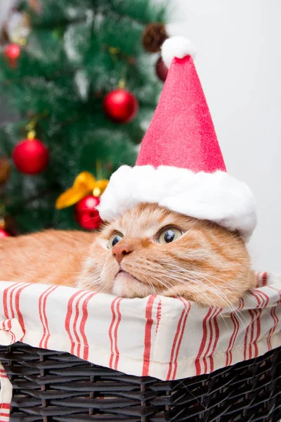 Noel Baba Şapkalı Kırmızı Kedi Noel Ağacının Arka Planında Hasır — Stok fotoğraf