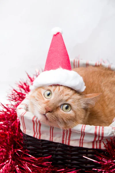 Süße Rote Katze Mit Weihnachtsmann Hut Liegt Einem Weidenkorb Auf — Stockfoto