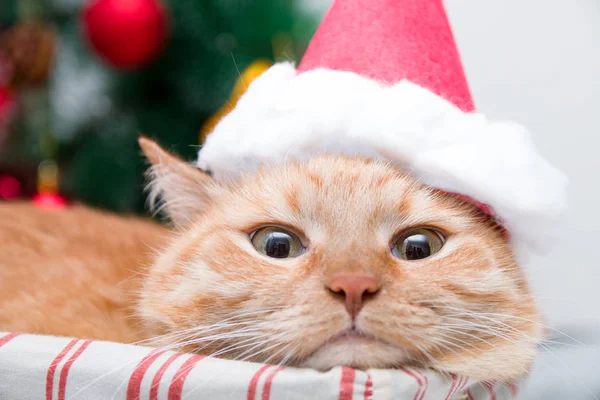 Roztomilá Červená Kočka Santa Claus Klobouk Leží Proutěném Koši Pozadí — Stock fotografie
