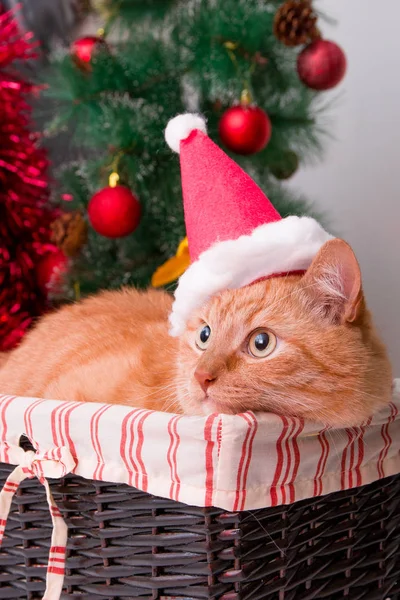 산타클로스 모자를 고양이가 차려입은 크리스마스 트리의 배경에 바구니에 — 스톡 사진