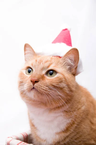 Ritratto Gatto Grasso Carino Zenzero Cappello Babbo Natale Sfondo Bianco — Foto Stock