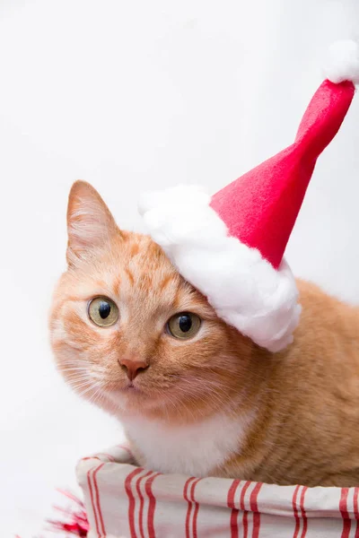 산타클로스 모자를 배경에 바구니에 고양이 — 스톡 사진
