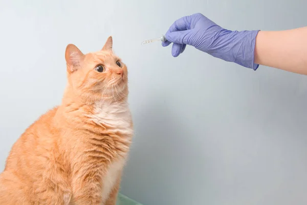 cute red cat and hand with pipette