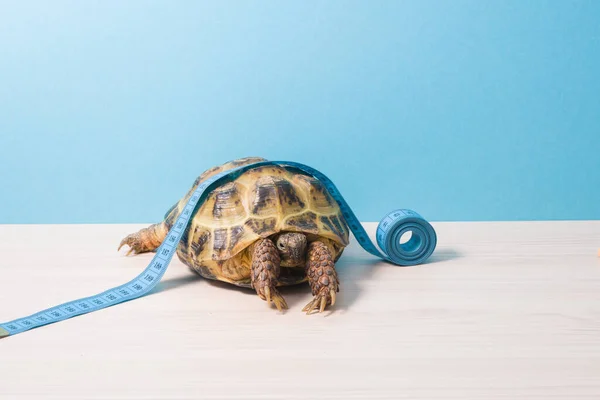 land tortoise and measuring blue tape on its shell, measuring the shell of turtles at a veterinarian\'s appointment, determining the age of the turtle