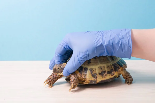 Hånd Dyrlæge Handske Holder Hovedet Landskildpadde Til Undersøgelse Behandling Scoops - Stock-foto