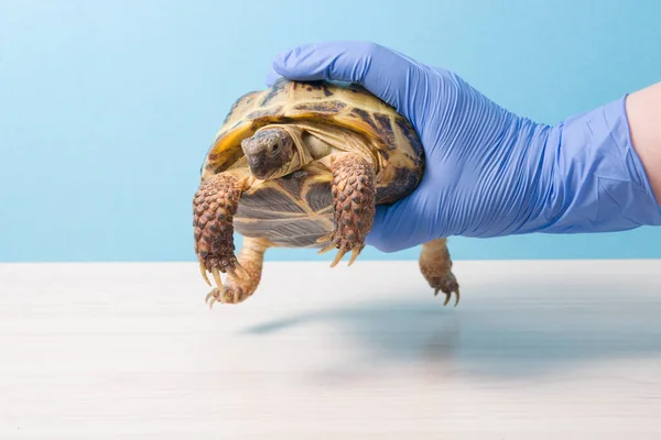 Handske Hånd Dyrlæge Holder Jord Skildpadde Til Undersøgelse Behandling Scoops - Stock-foto