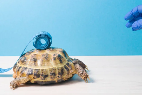 land tortoise and measuring blue tape on its shell, measuring the shell of turtles at a veterinarian\'s appointment, determining the age of the turtle