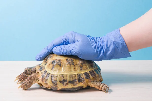 Herpetologist veterinarian put a gloved hand on the shell of a land tortoise to calm her and keep her, love for reptiles, help and treatment of rickets in turtles
