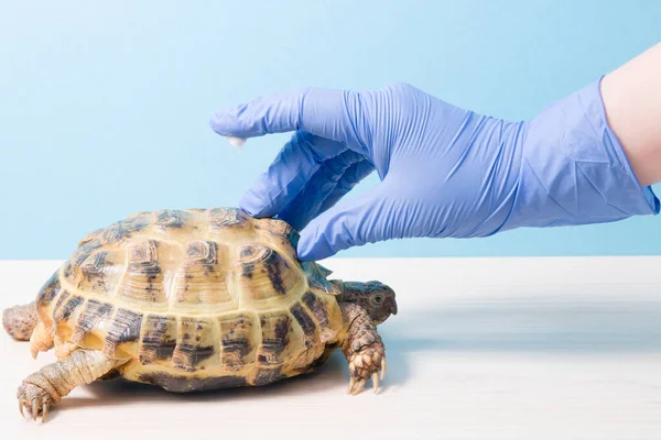 Hånden Herpetologist Dyrlæge Salve Dækker Skallen Skildpadden Hånden Gummihandske Med - Stock-foto