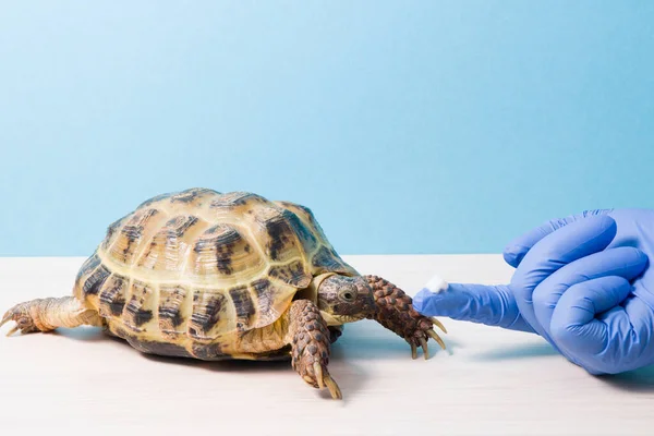 Hånden Herpetologist Dyrlæge Salve Dækker Skallen Skildpadden Hånden Gummihandske Med - Stock-foto