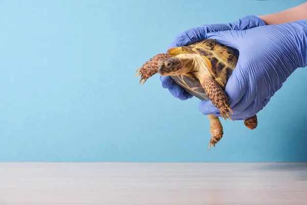 Hænder Blå Gummihandsker Holde Land Centralasiatiske Skildpadde Blå Baggrund Veterinær - Stock-foto