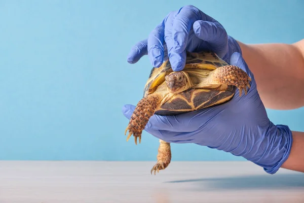 Veterinarian examining a land turtle on a blue background