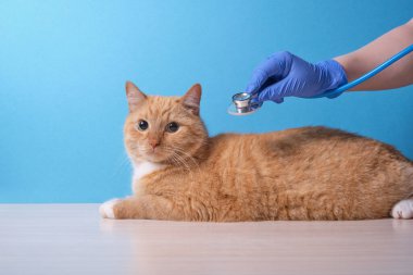 Veteriner, kedinin kalbini ve ciğerlerini steteskopla dinler, kedi masanın üzerinde yatar, mavi arka plan, fotokopi alanı, veterinerlik hekimliği konsepti