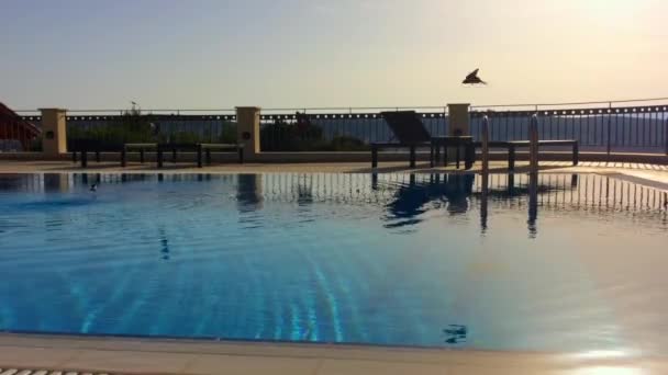 Swallows Flight Quench Thirst Water Swimming Pool Sunset — Stock Video