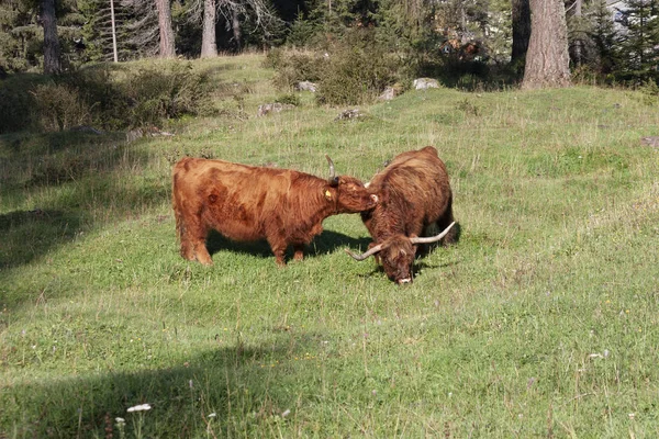 Scottish Highland Cattle Graze Meadows Obereggen Slopes Latemar — Stock Photo, Image