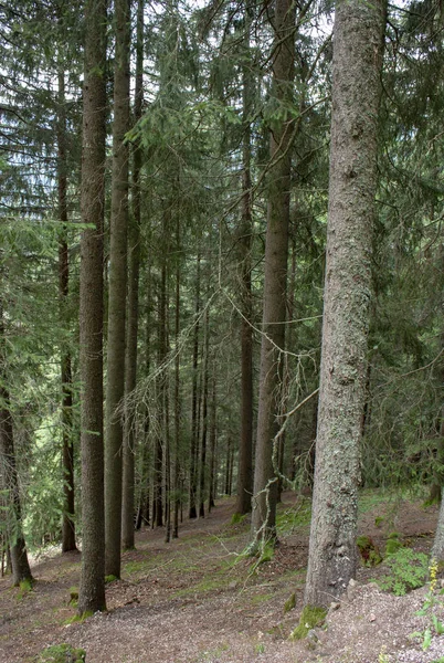 Tannenwald Mit Reihen Gepflegter Stämme Und Sauberem Unterholz — Stockfoto