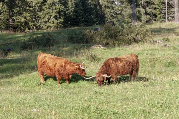 オーベレッゲン ラテマールの斜面の牧草地で放牧するスコットランド原産のハイランド牛 ストックフォト