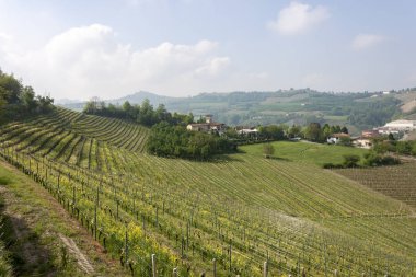 Langhe, Piedmont üzüm bağları, havadan görünümü.