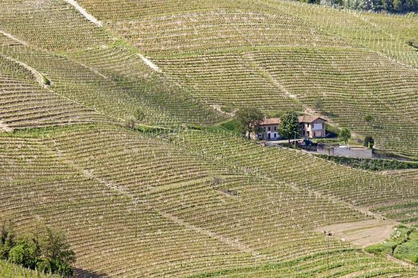 Langhe Piedmont Üzüm Bağları Havadan Görünümü — Stok fotoğraf