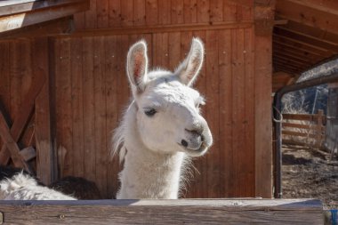 Bir dağ çiftliğinde beyaz bir lama yakın çekim. Lama evcil leştirilmiş bir Güney Amerika camelid olduğunu.