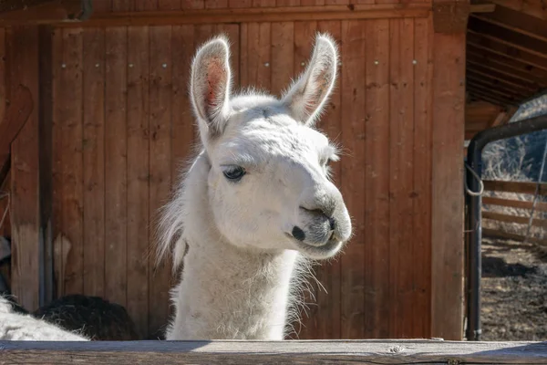 Close Van Een Witte Lama Een Bergboerderij Lama Een Gedomesticeerde — Stockfoto