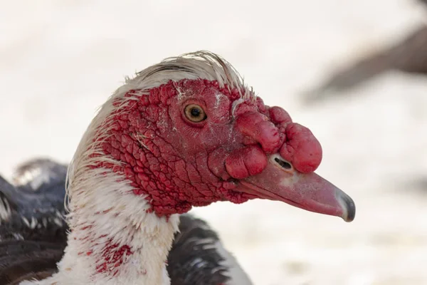 Myskisorsan Tai Myskisorsan Cairina Moschata Lähikuva — kuvapankkivalokuva