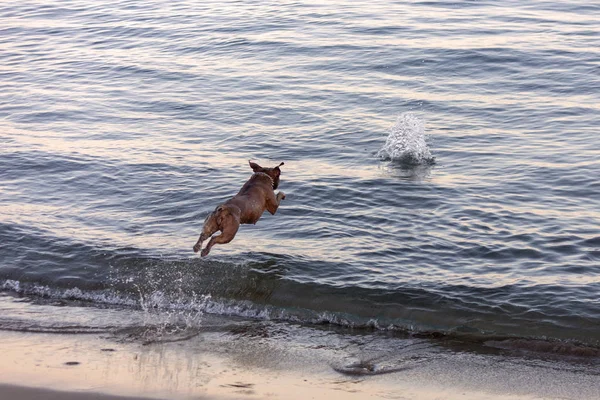 Dog Playing Jumping Water Take Twig Thrown Master Sunset — Stock Photo, Image