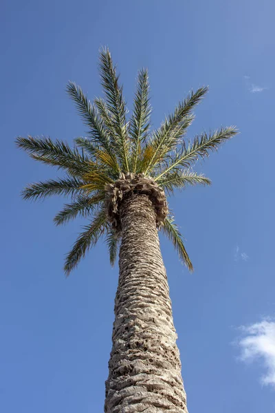 Palm Isolerad Blå Bakgrund Den Berömda Stranden Vid Vai Östra — Stockfoto