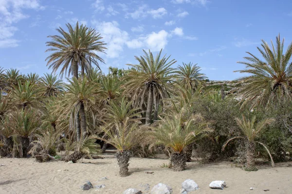 Palmskogen Vid Vai Berömd Strand Östra Kreta Grekland — Stockfoto
