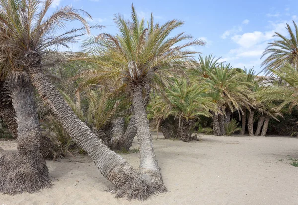 Palmskogen Vid Vai Berömd Strand Östra Kreta Grekland — Stockfoto