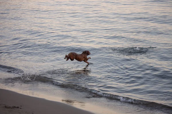 Ein Hund Der Spielt Und Ins Wasser Springt Einen Zweig Stockfoto