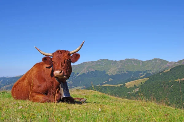 Vacas Salers Francesas Con Campana Acostada Campo Con Montañas Fondo — Foto de Stock