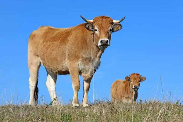 Francouzském Aubrac Krávy Poli Lůně Titánů Aveyron Auvergne Francie — Stock fotografie