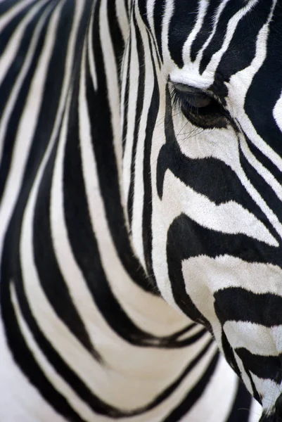 Close Cabeça Zebra Retrato Artístico Zebra — Fotografia de Stock