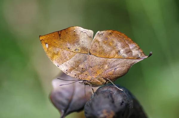 Zbliżenie Kallima Motyl Wiedzieć Jako Oakleaf — Zdjęcie stockowe