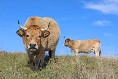 Fransızca Aubrac inekler. Kırsal sahne. Cantal, Auvergne, Fransa
